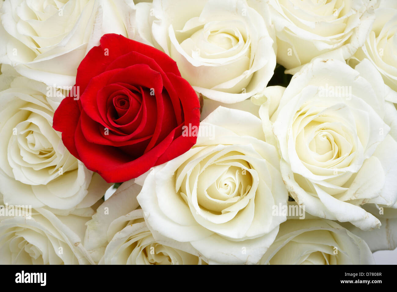 Une rose parmi les roses blanches Photo Stock - Alamy