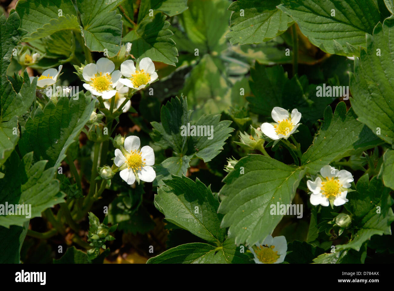 Fraisiers Jardin en fleur Banque D'Images