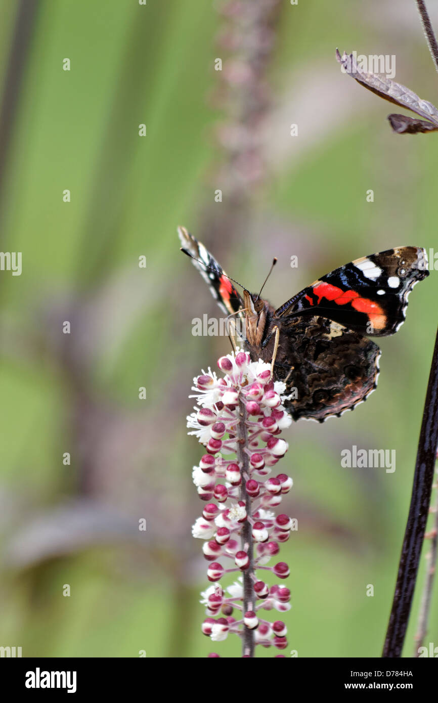 L'amiral rouge papillon sur Actaea simplex 'Brunette' plante vivace herbacée Banque D'Images