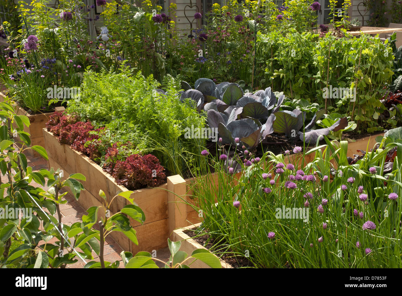 Ciboulette, Allium schoenoprasum, soulève de plus en plus de lits de légumes variété de cultures y compris les pois Carottes Chou Laitue ciboulette poireaux. Banque D'Images