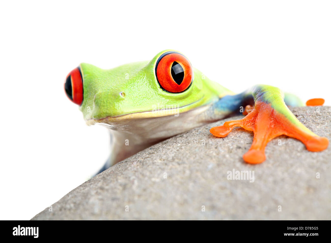 Grenouille sur un rocher isolé sur blanc - une grenouille arboricole aux yeux rouges (agalychnis callidryas) Banque D'Images