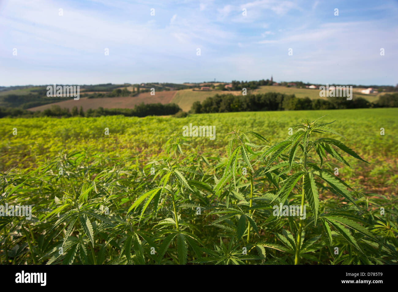 Chanvre ou marijuana cannabis sativa Banque de photographies et d