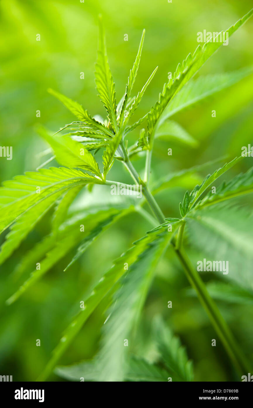 Plante de chanvre, Cannabis sativa de plus en culture Photo Stock Alamy