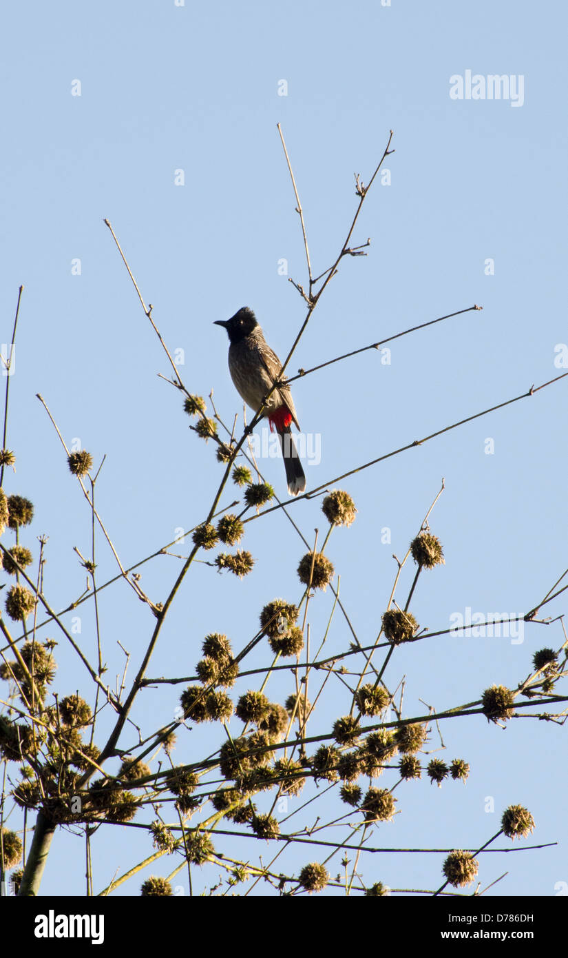 Évent,rouge bulbul pycnonotus cafer, Madhya Pradesh, Inde Banque D'Images