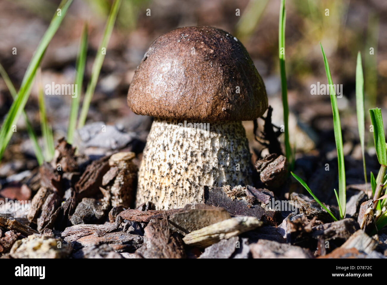 Le Guide des champignons Les champignons, bouleau Banque D'Images