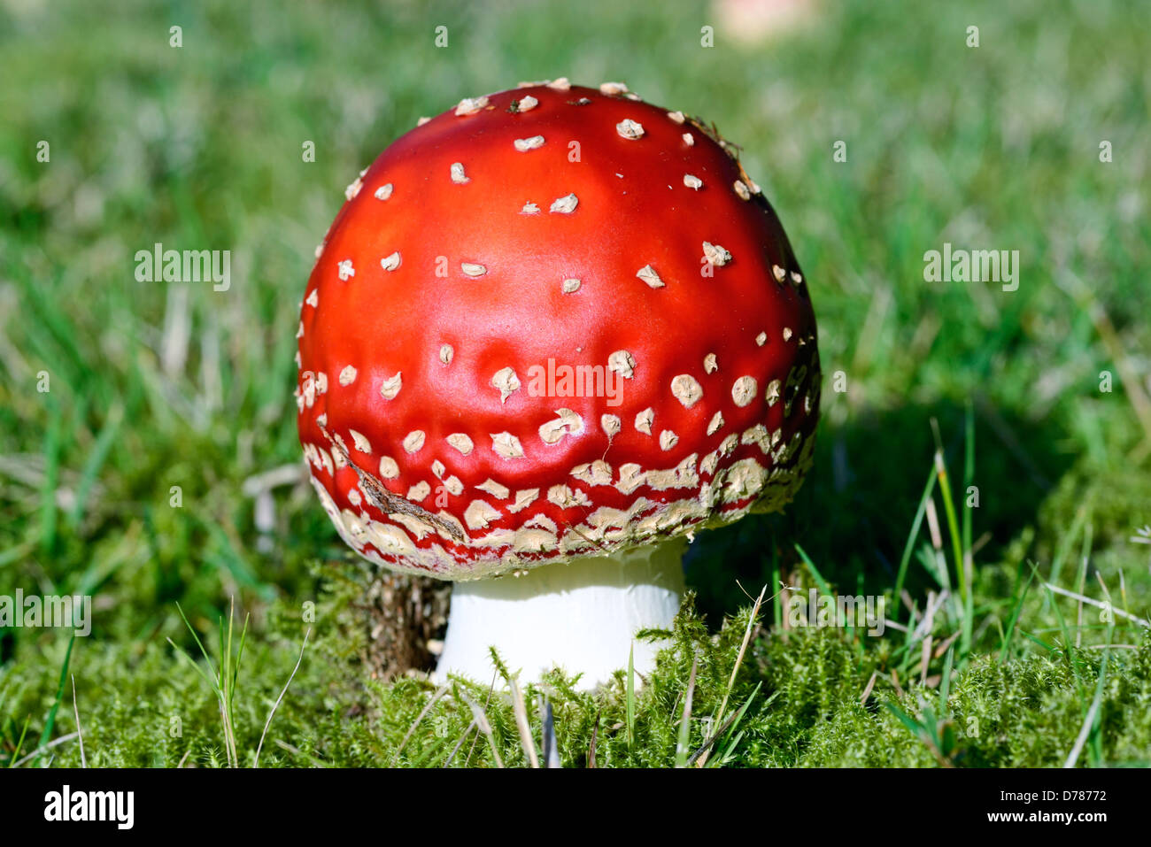 Agaric Fly, Amanita muscaria Banque D'Images