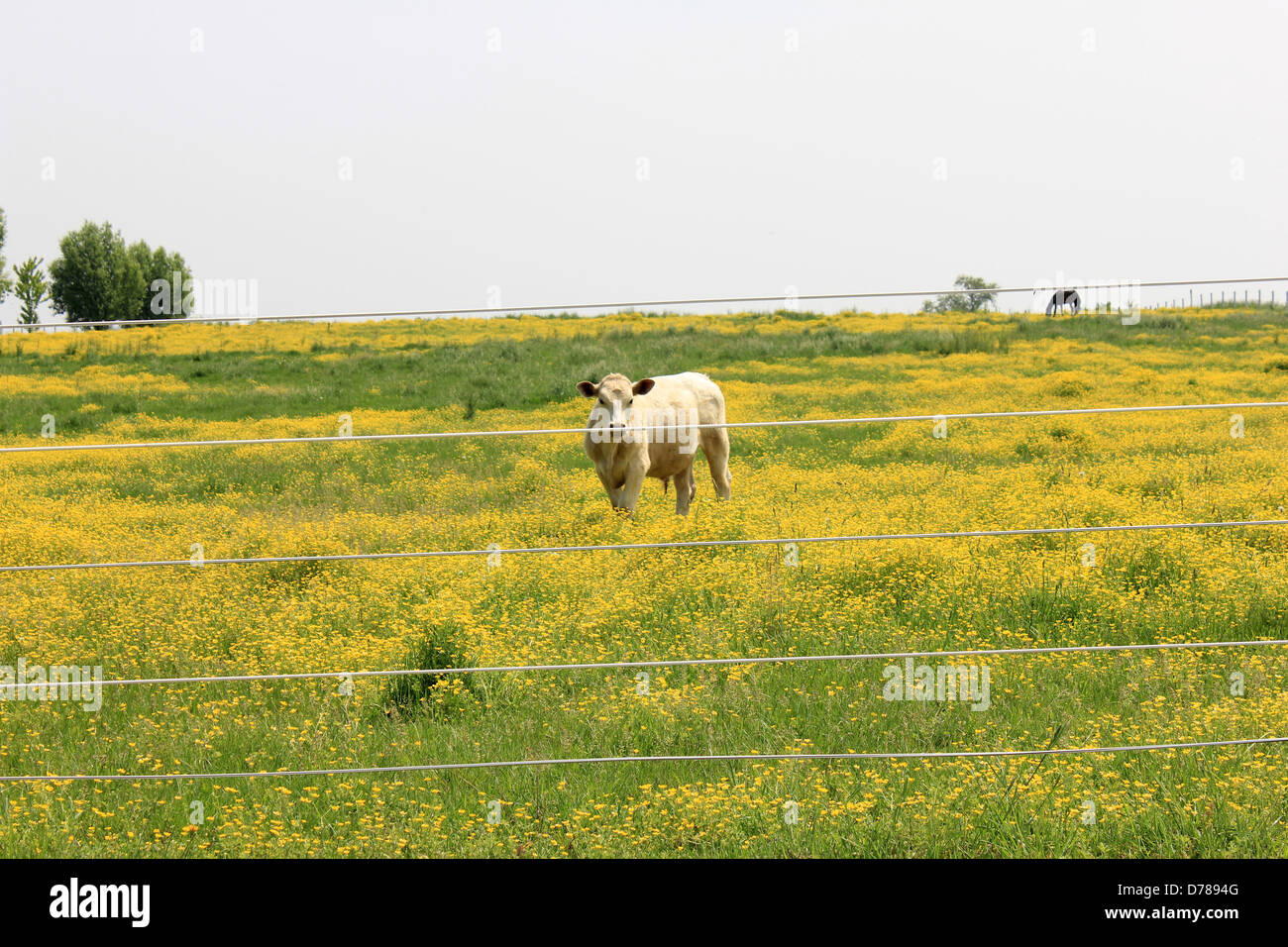Une seule vache, debout près de clôtures métalliques sur le bord de ferme avec terrain de renoncule jaune vif,fait une scène paisible. Banque D'Images