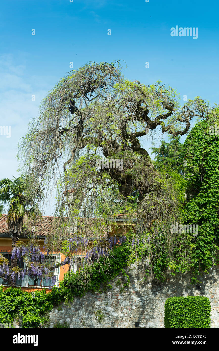 Sophora tree in spring Banque D'Images