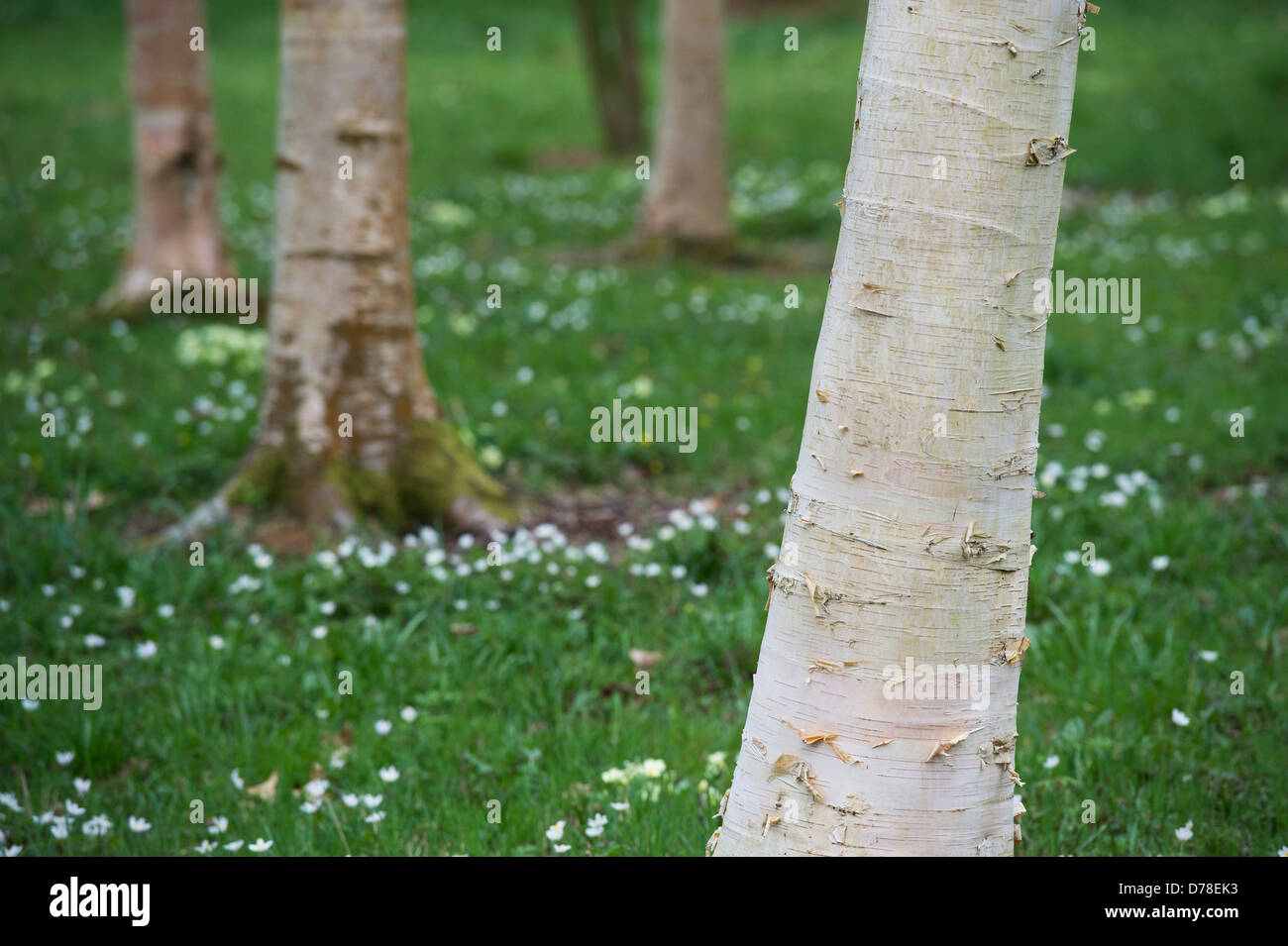 Betula. L'écorce de bouleau argenté Banque D'Images