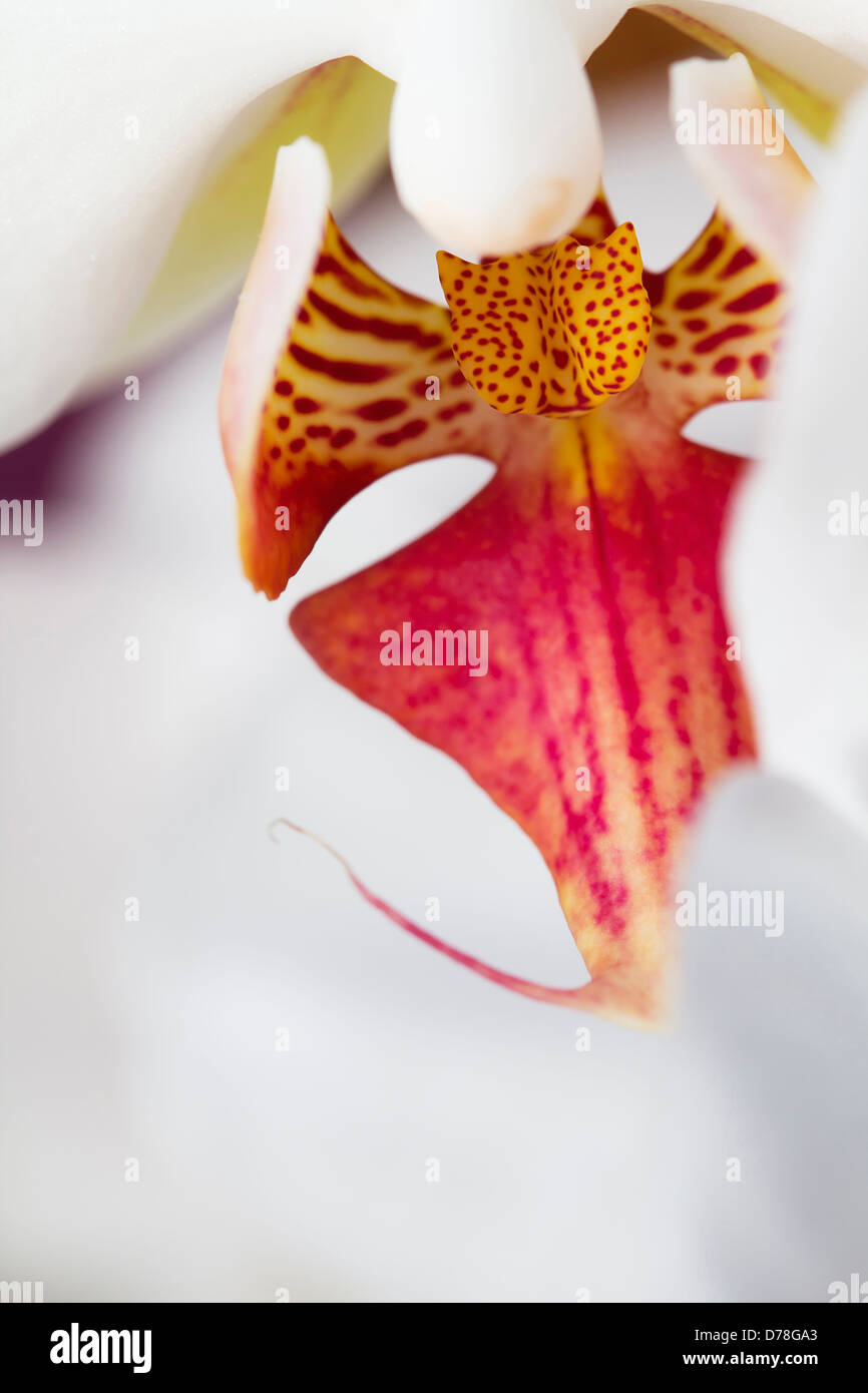 A proximité, portrait de Phalaenopsis rose et jaune avec des cultivars à lèvres tachetées et callosités. Banque D'Images