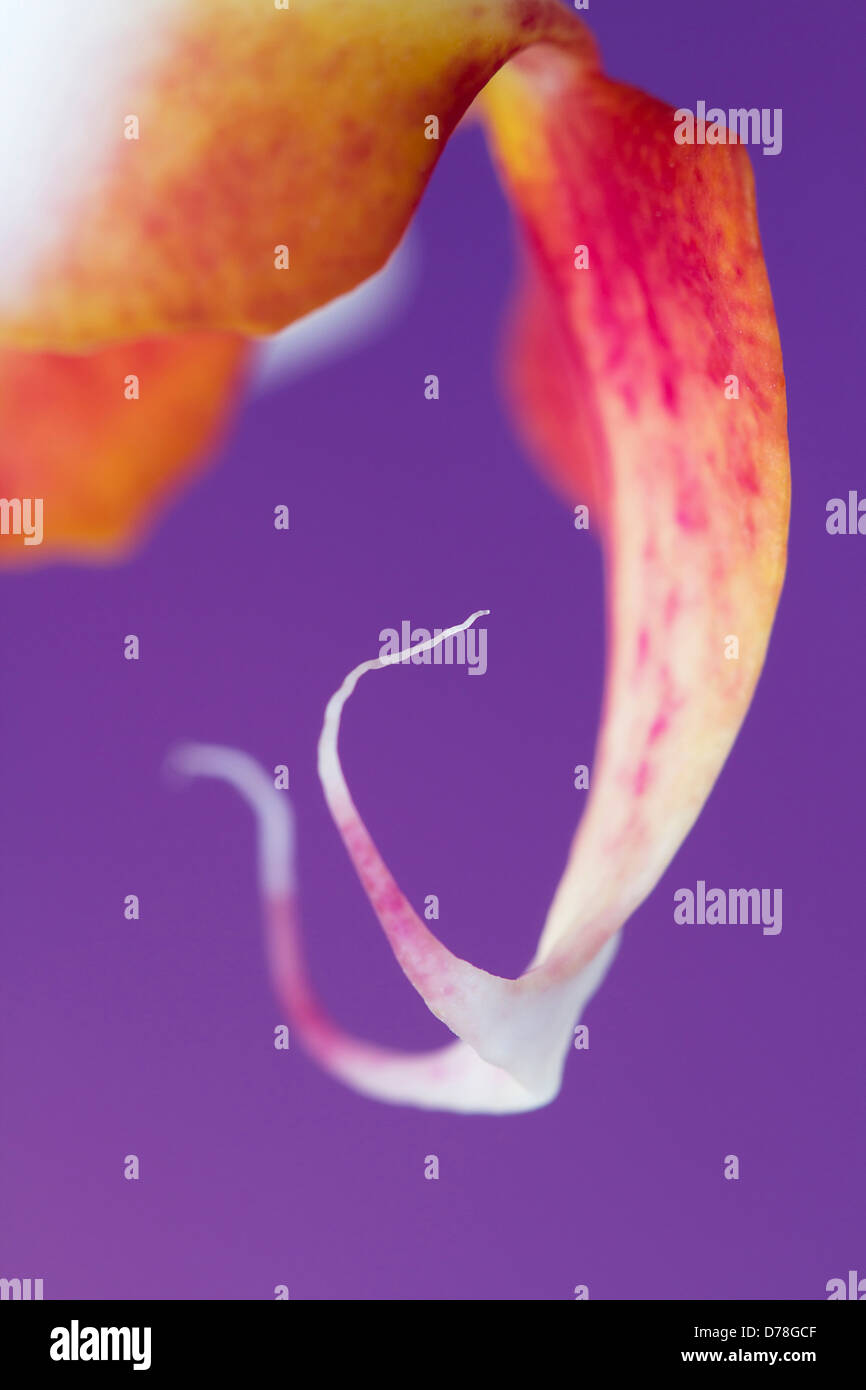 A proximité, portrait de rose et de jaune repéré la lèvre du Phalaenopsis cultivar. Banque D'Images