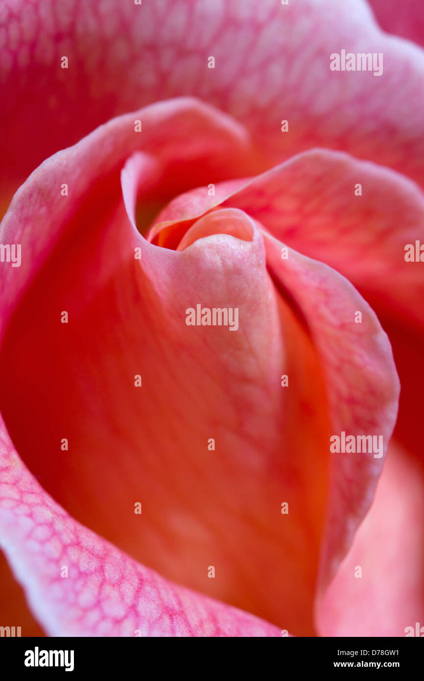 Rosa cultivar. A proximité, portrait de pétales de fleurs simples ferlées, remplissage du châssis. Banque D'Images