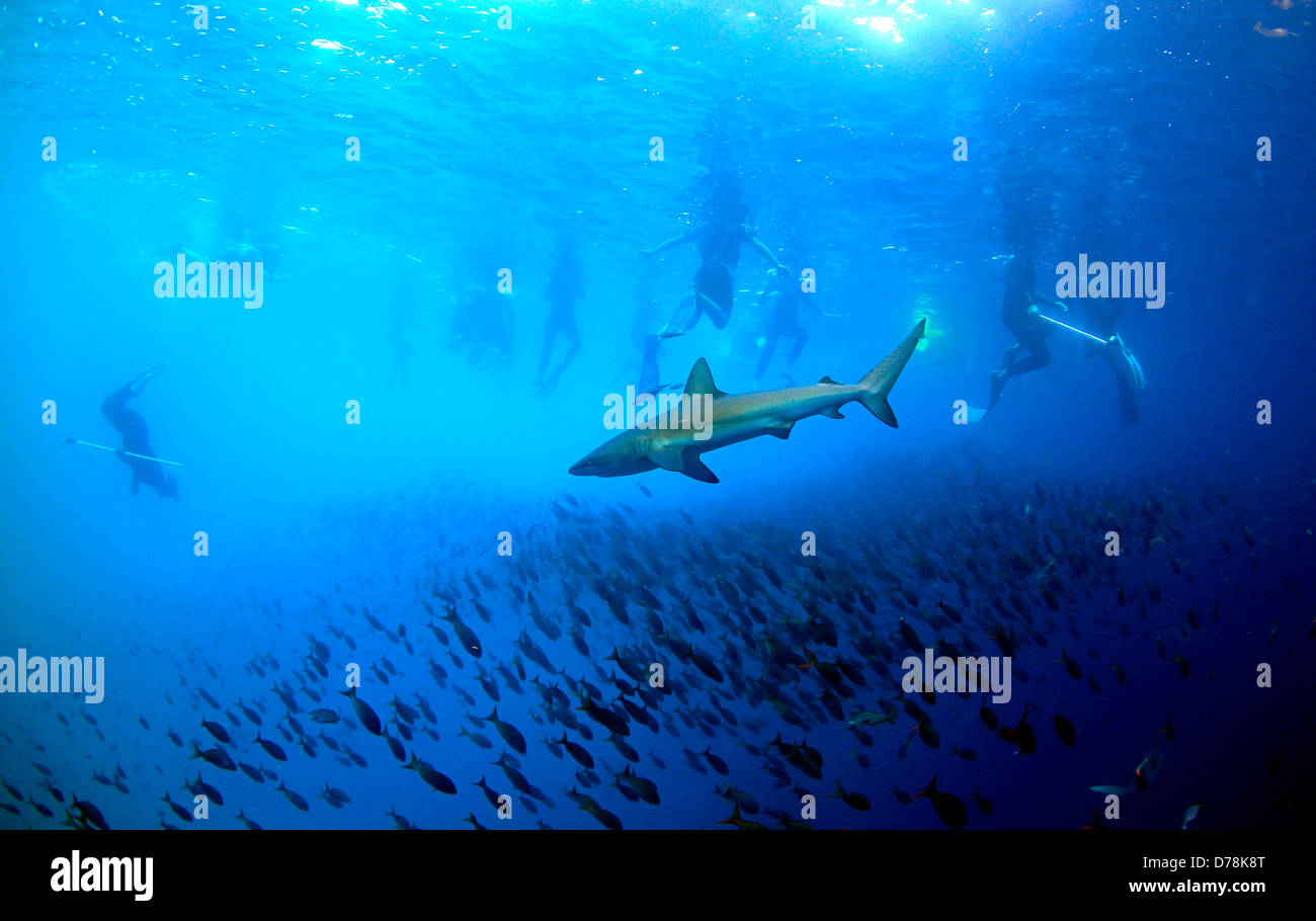 Plongée avec un requin de récif à Galapagos Îles Galápagos Banque D'Images