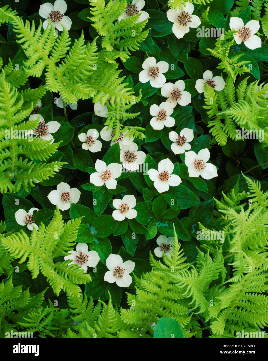 Fougère des marais Thelypteris phegopteris Swedish dwarf cornel Cornus suecica pente alpine dans Hatcher Pass salon Talkeetna Mountains Banque D'Images