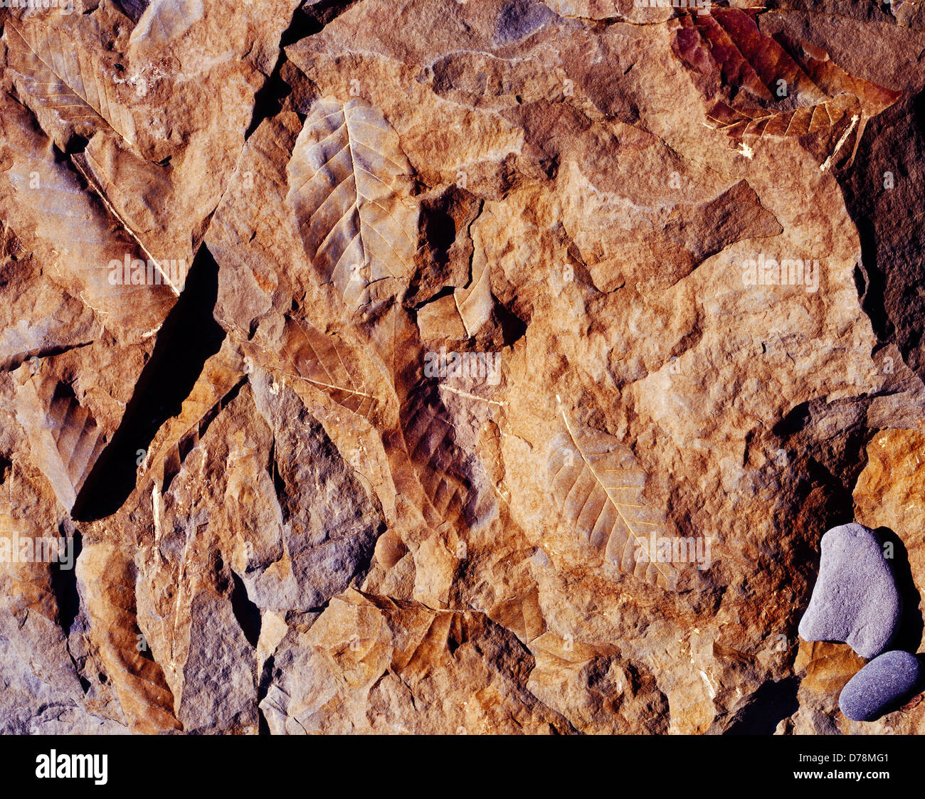 Feuilles fossiles exposés sur des rochers érodés Chickaloon formation tertiaire Ère cénozoïque shore Cook Inlet Point d'ancrage du sud Banque D'Images