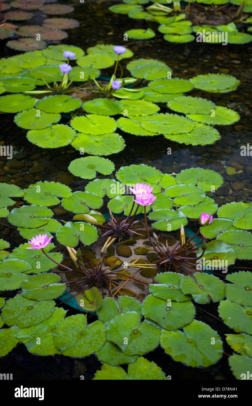 Chine Hong Kong Kowloon Diamond Hill Nan Lian Gardens.rose bleu vert flottant avec fleurs de nénuphars en temple. Banque D'Images