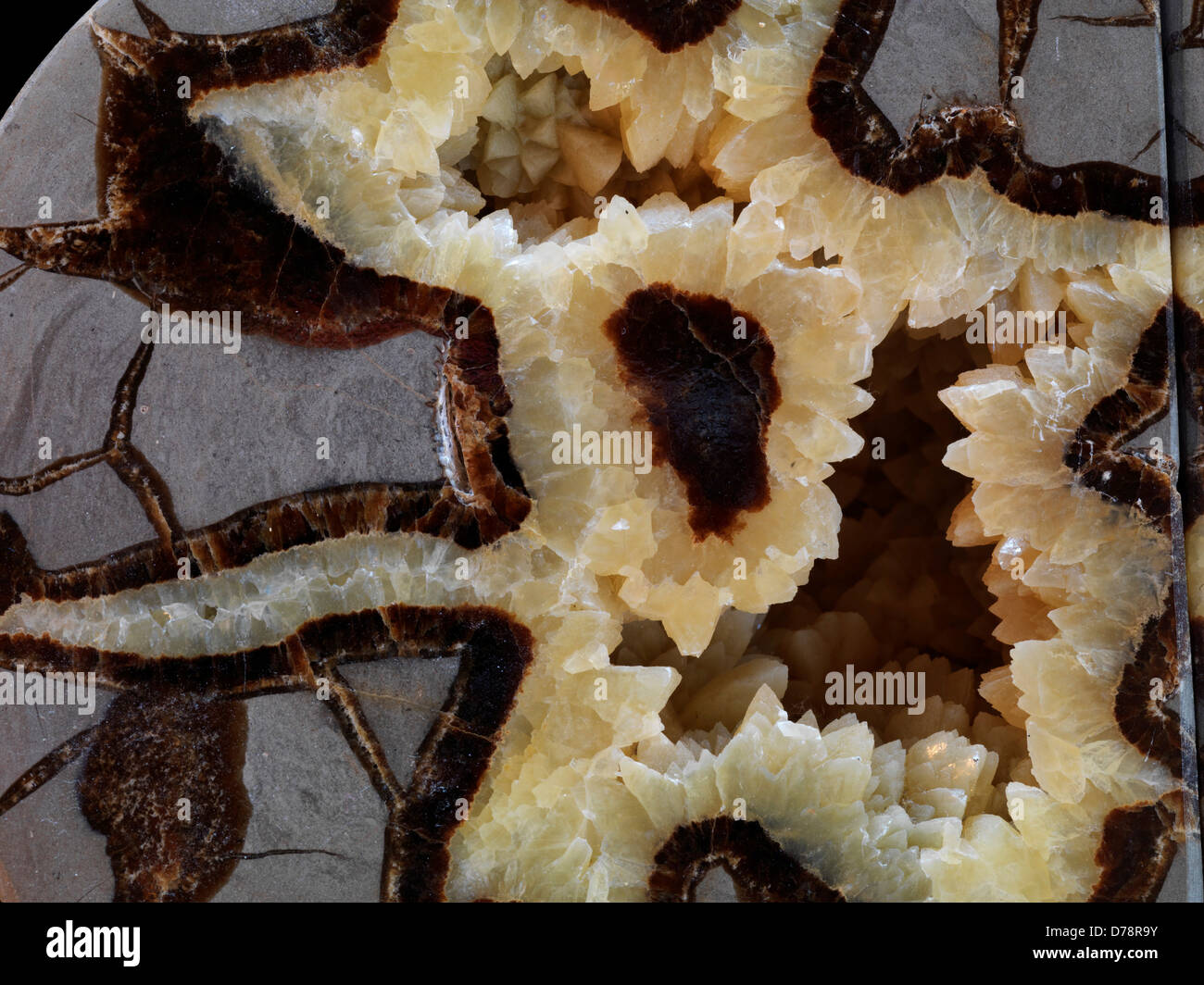 Face polie coupe Septarian affichant des nodules d'aragonite calcite jaune  brun à geode Kane Comté de l'Utah Photo Stock - Alamy