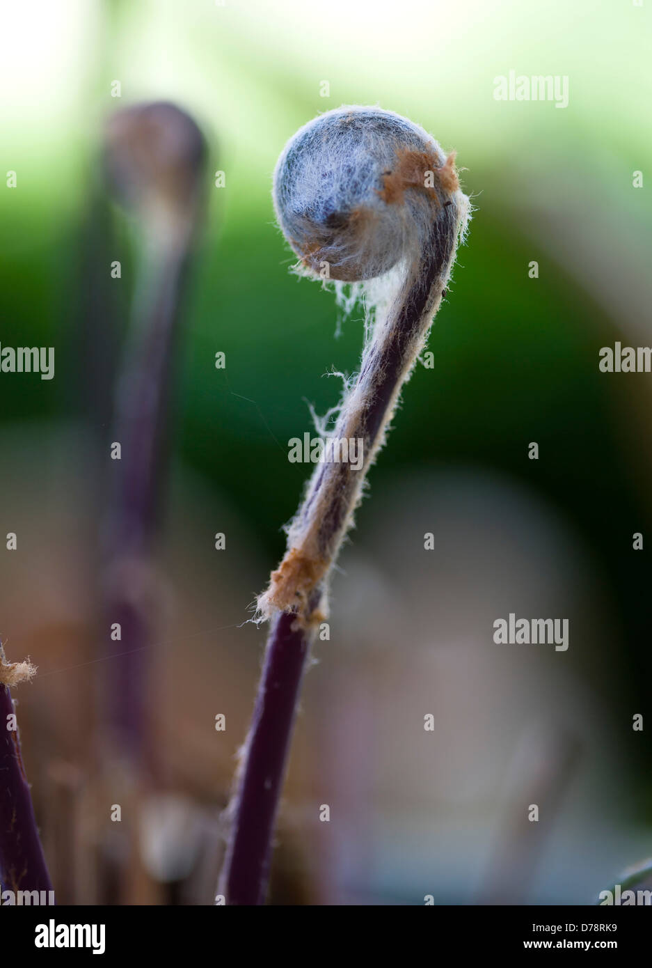 Déploiement des frondes ou des feuilles de fougère royale Osmunda regalis Fougère floraison ou couverts de poils duveteux, blanc grisâtre au printemps. Banque D'Images