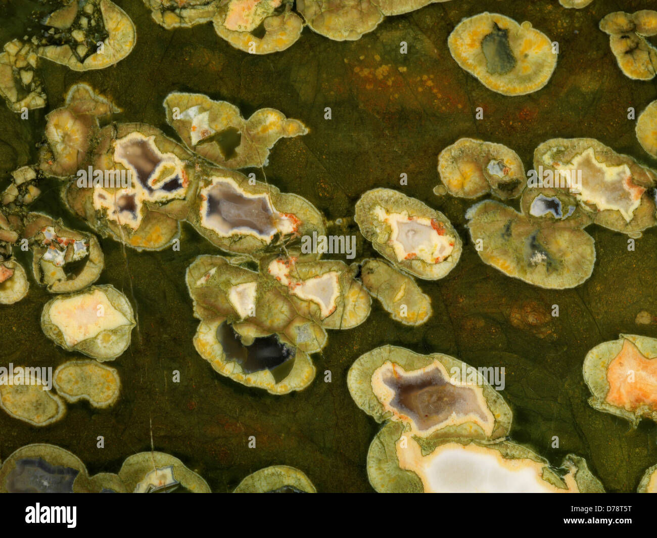 Cross-section spherulitic ou rhyolite rainforest Mont jasper foin dans le Queensland Rockhampton ville près de l'Australie. Banque D'Images