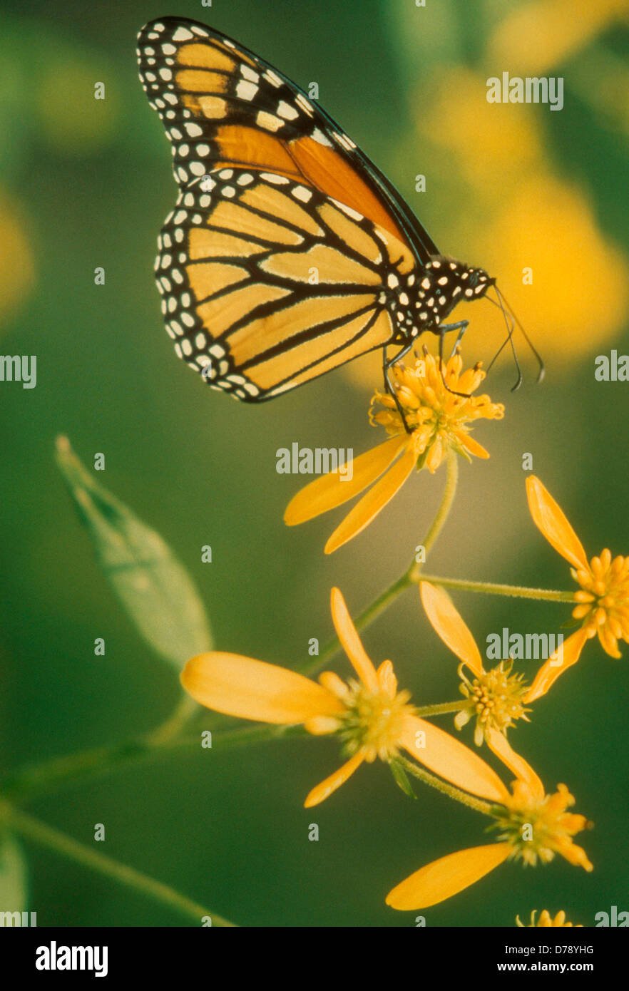 Papillon monarque, Danaus plexippus sur unidenitfied fleur jaune. Banque D'Images