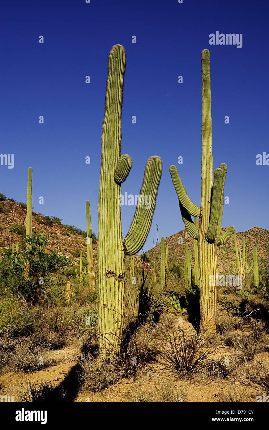 USA, Arizona, Saguaro National Park, Carnegiea gigantea, cactus géant saguaro croissant dans paysage stérile contre le ciel bleu. Banque D'Images