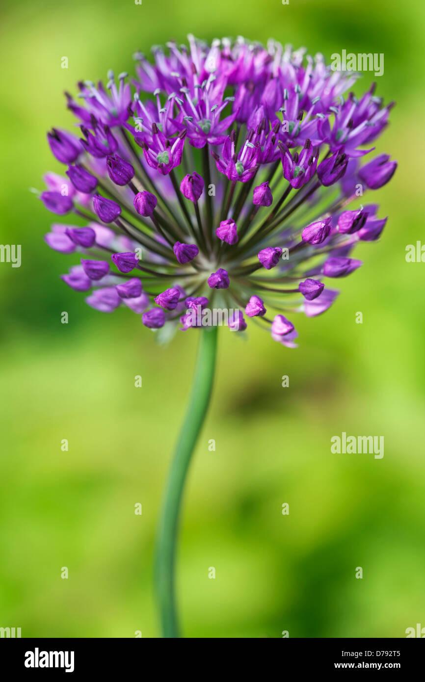 Allium hollandicum Purple Sensation, ombelle sphérique de fleurs violettes. Banque D'Images
