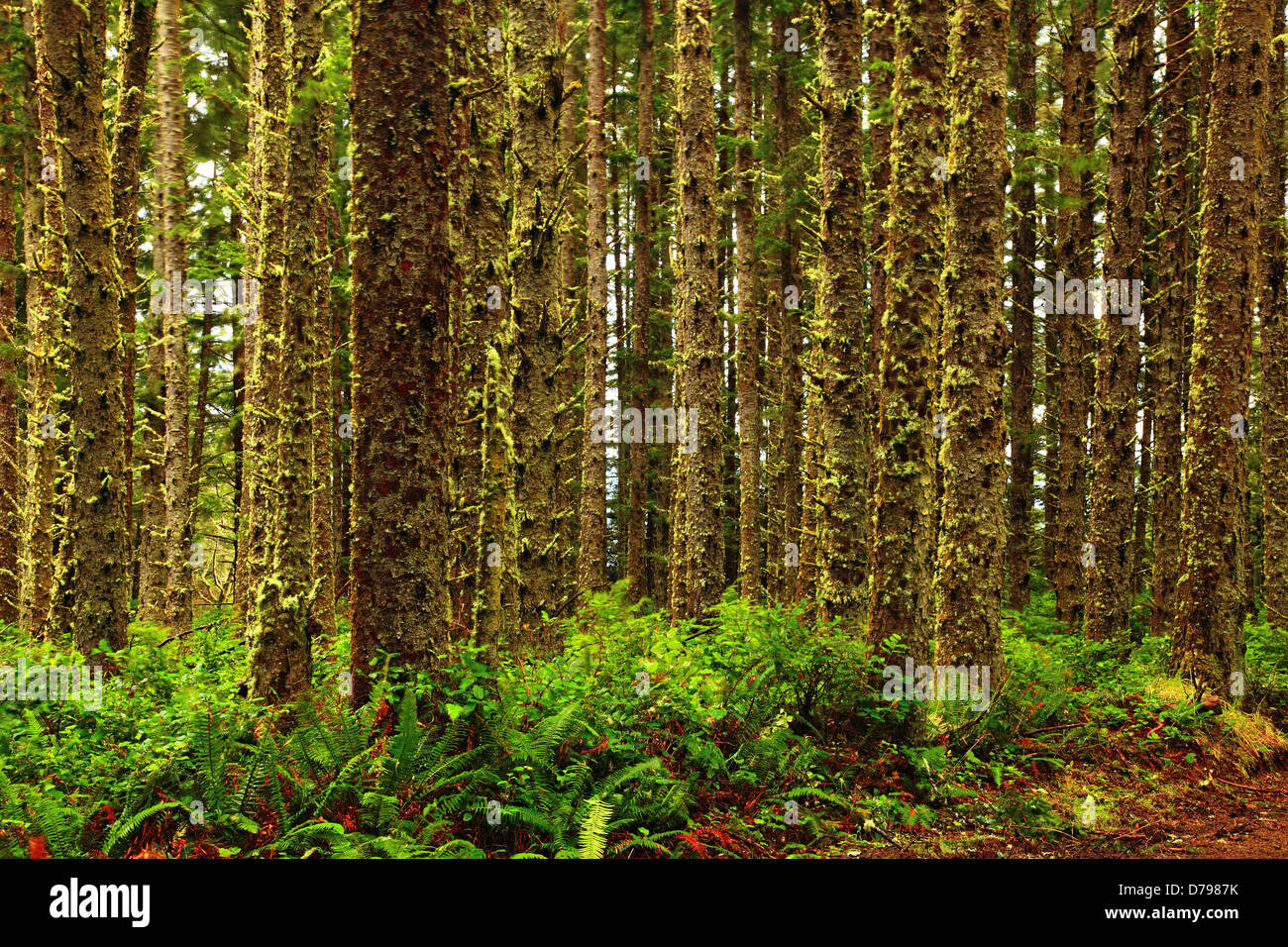 La forêt côtière à Cape Meares State Park Banque D'Images