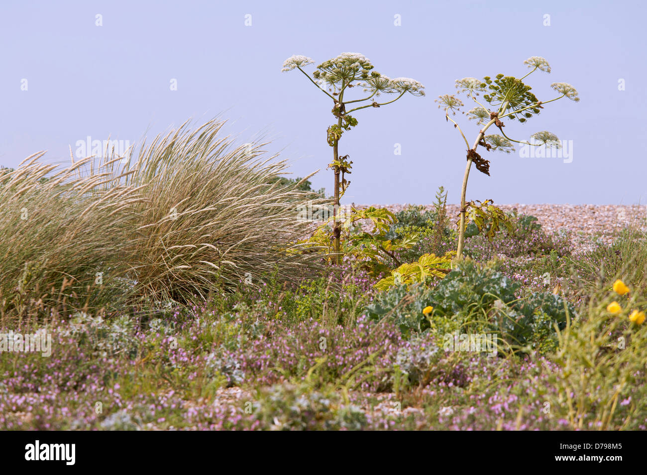 La berce du Caucase, Heracleum mantegazzianum. Deux plantes à tiges ramifiées et umbellifer capitules debout contre le ciel bleu. Banque D'Images