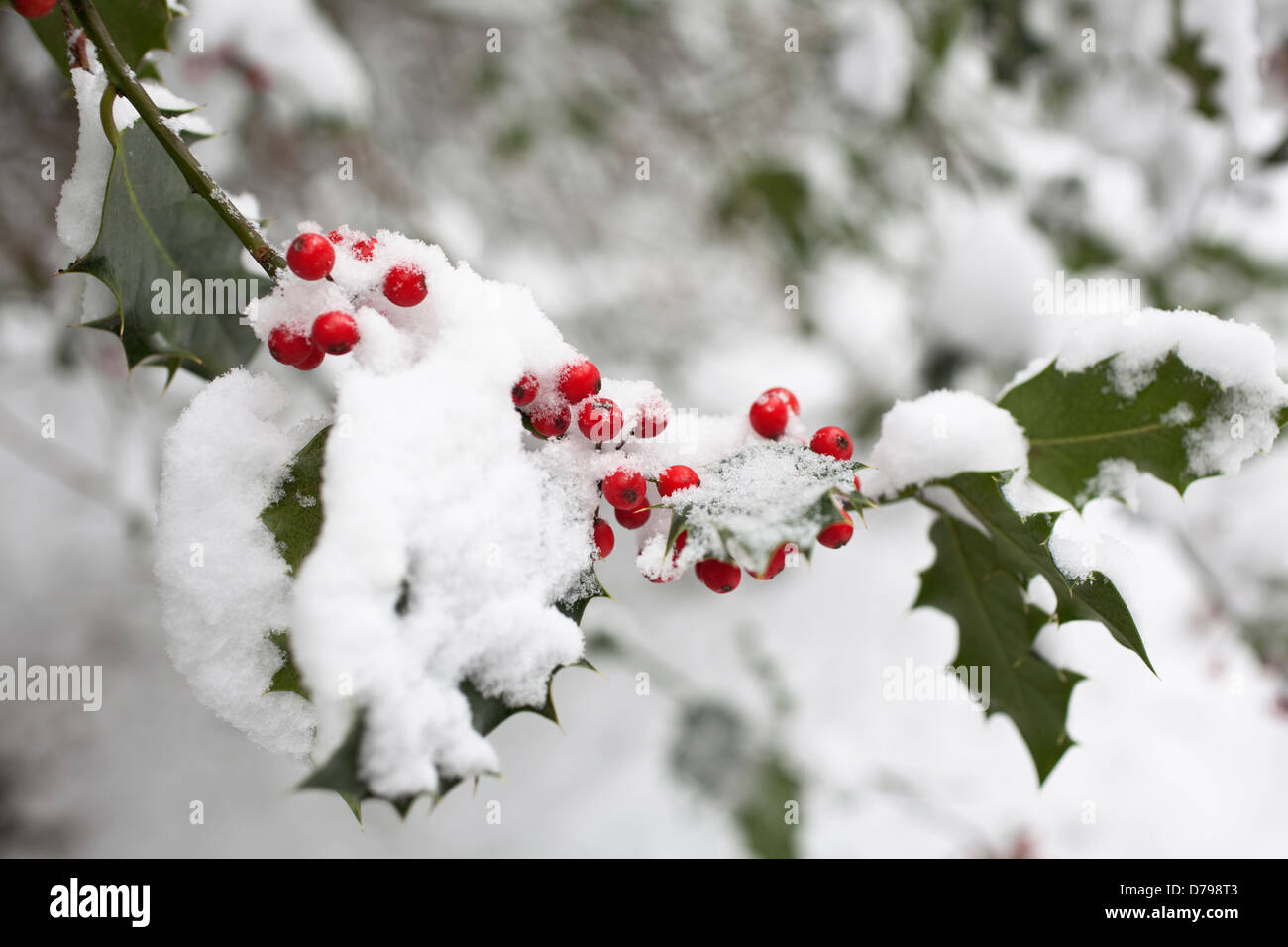 Houx, Ilex aquifolium. Tige avec feuilles et baies dans la neige. Banque D'Images