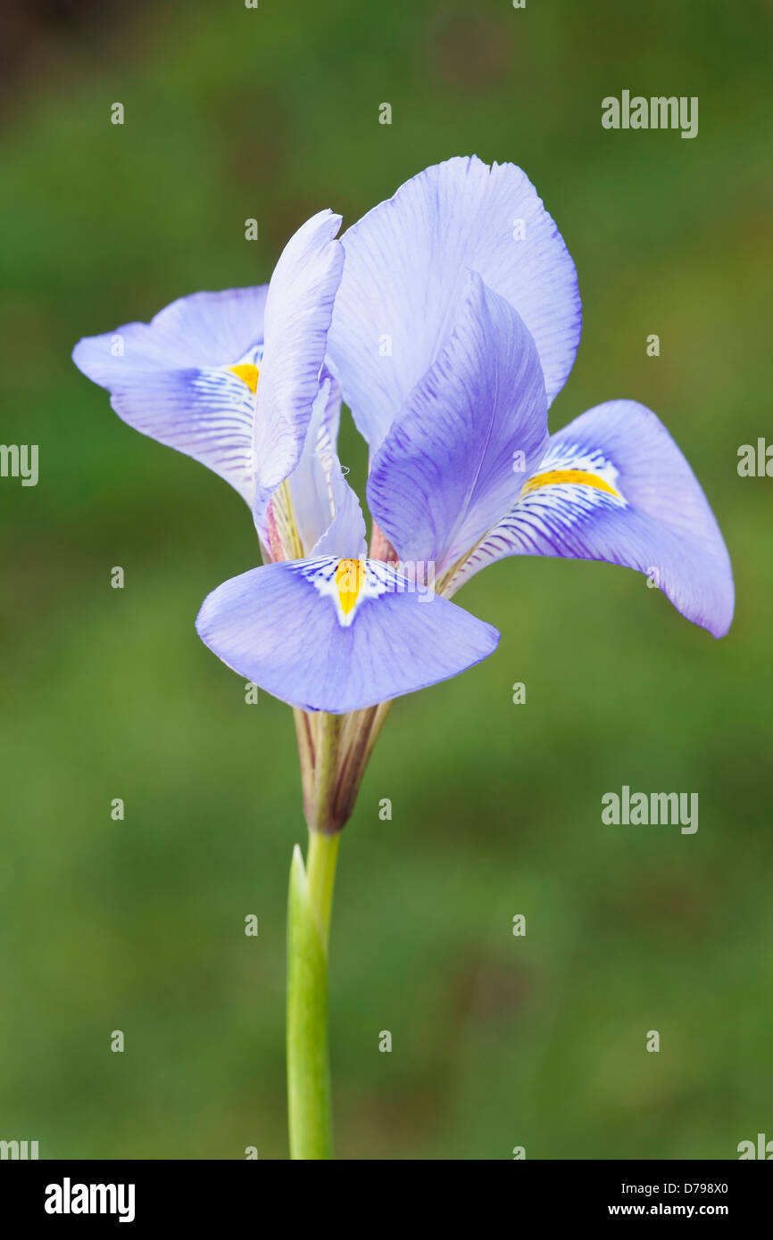 Iris unguicularis. Seule fleur avec pétales bleu pâle, veiné et bande centrale jaune à chaque automne. Banque D'Images