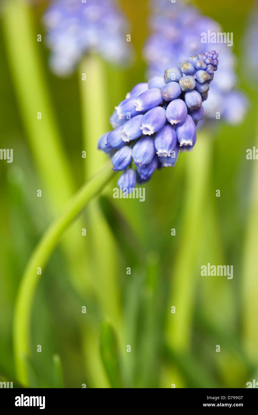 Muscaris, Muscari armeniacum. Spike de regroupés, de petites fleurs en forme de cloche, deux autres derrière. Banque D'Images