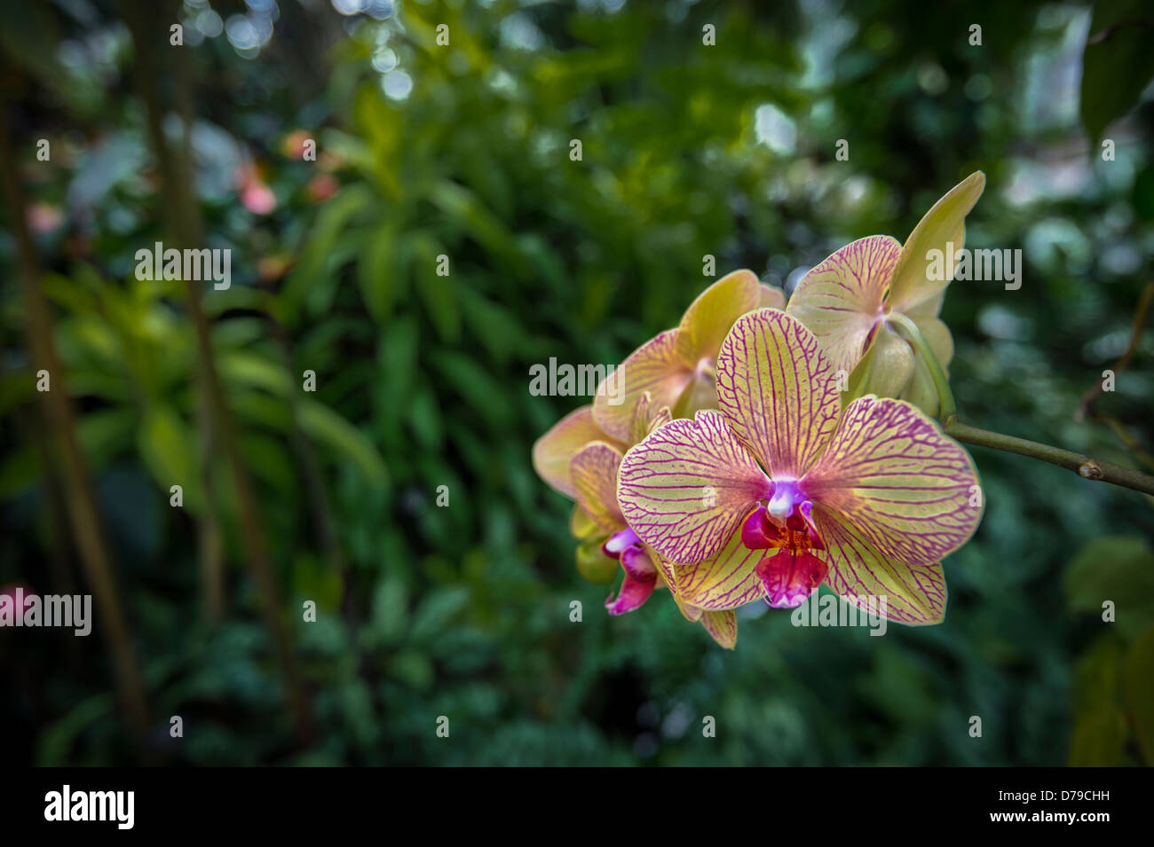 Orchidée fleur dans un jardin tropical Banque D'Images