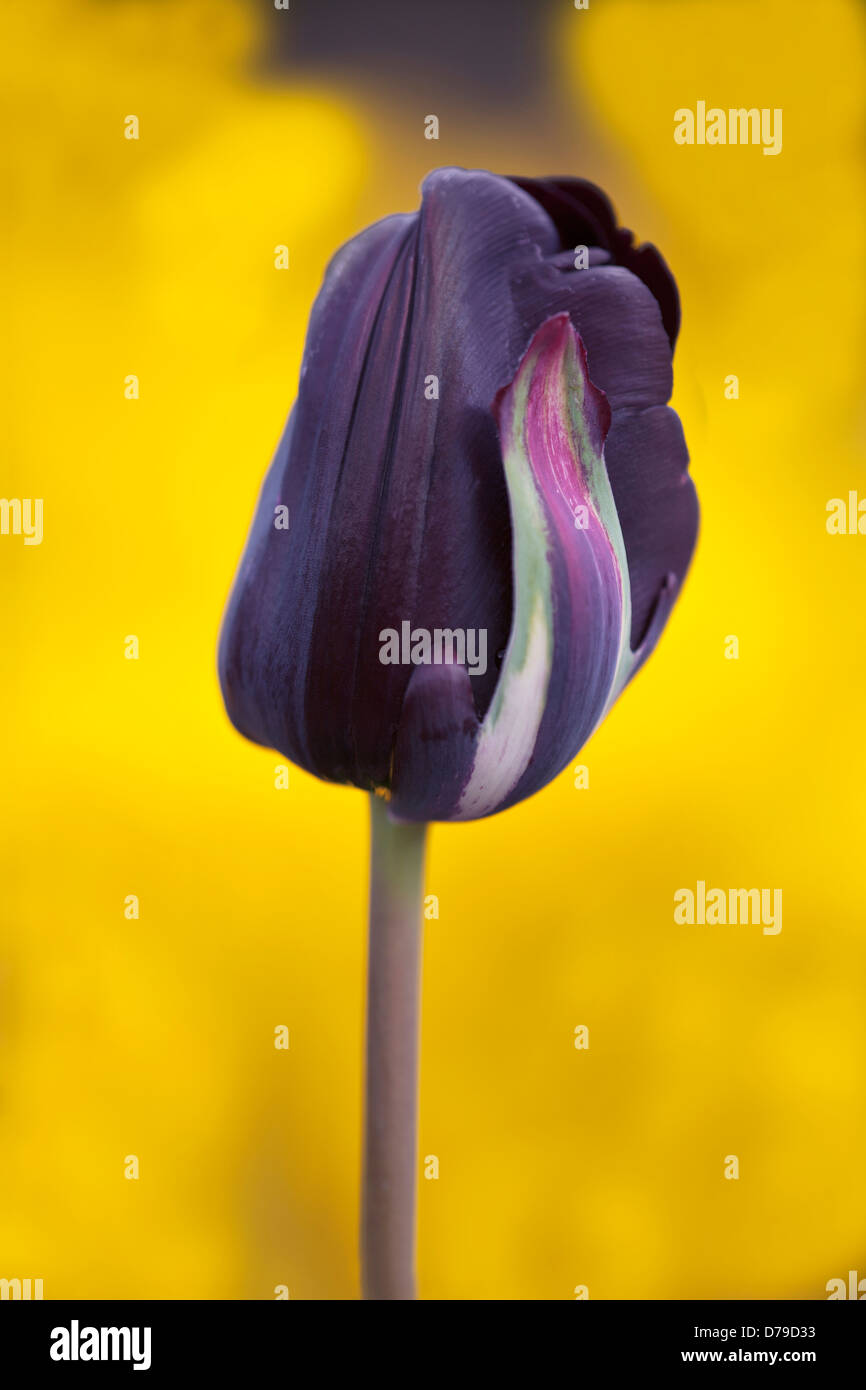 Tulipa Black Parrot. Fleur simple de couleur violet foncé, striées de crème. Banque D'Images