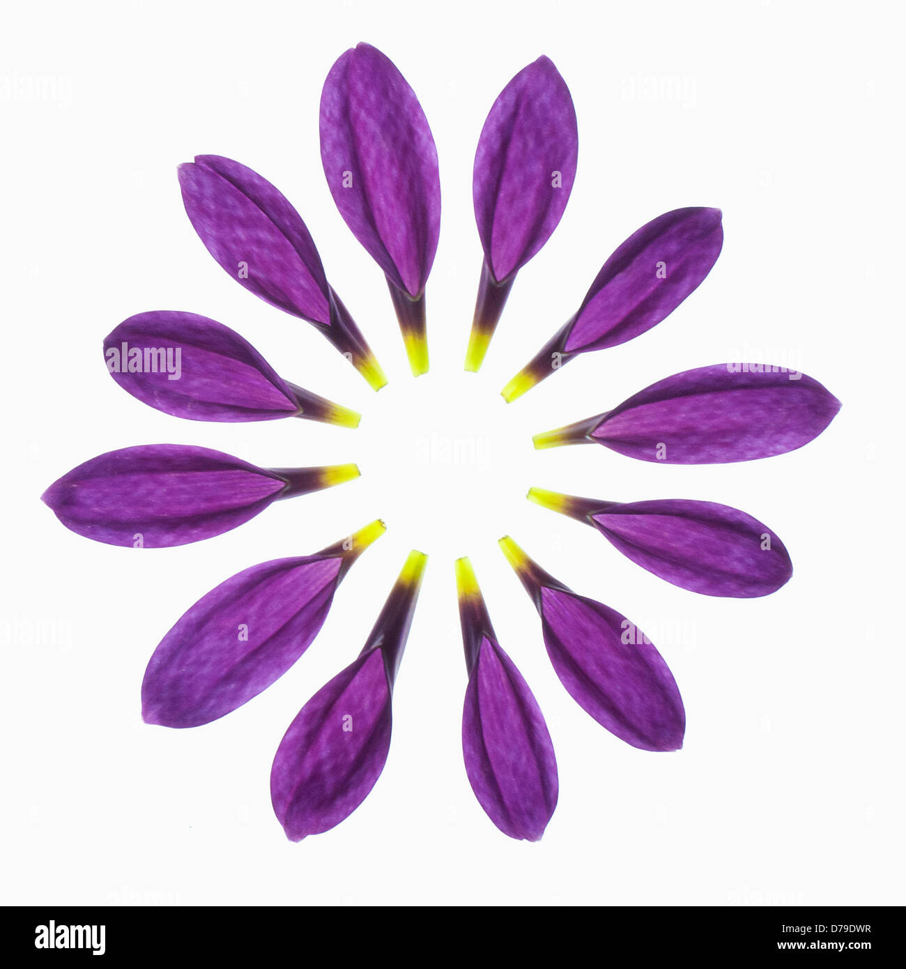 Cultivar Variété Reagan, chrysanthème, pétales individuels placés délicatement pour créer un cercle complet. Banque D'Images