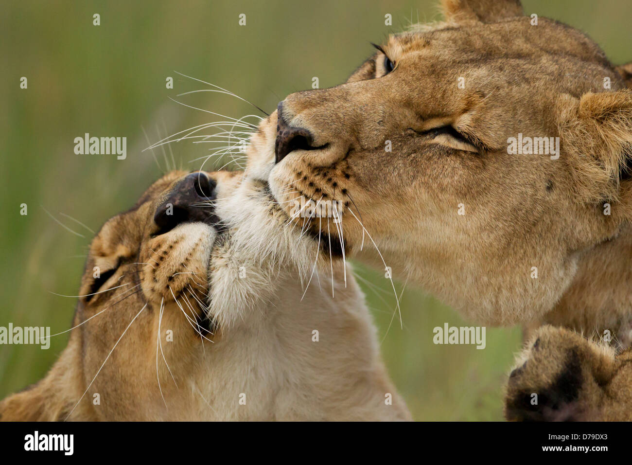 2 têtes de lionnes se frotter, Antelope Park, Zimbabwe, fierté de libération Banque D'Images
