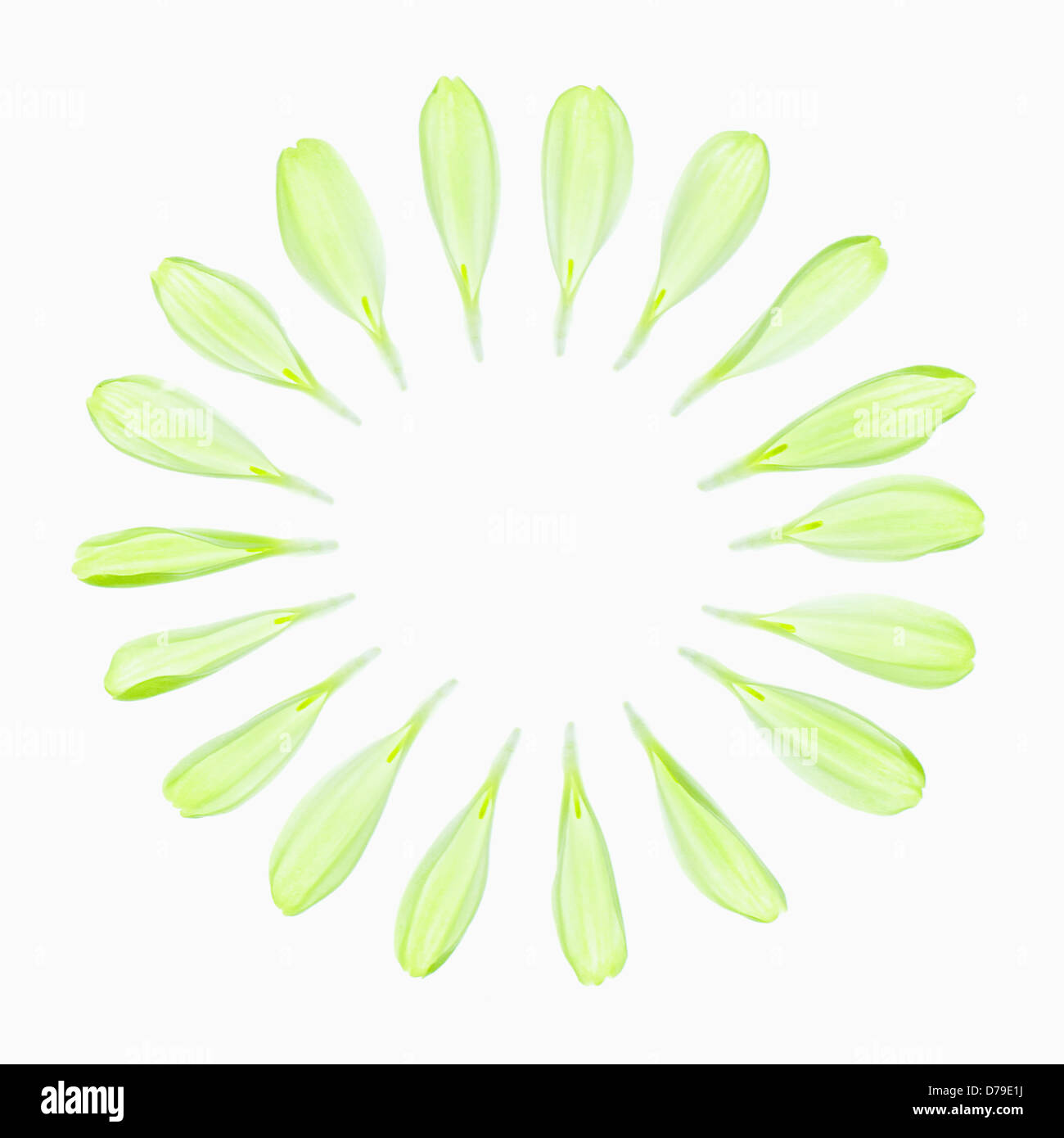 Cultivar de chrysanthème, sensation de vert. Pétales minuscules individuels disposés dans un beau cercle. Banque D'Images