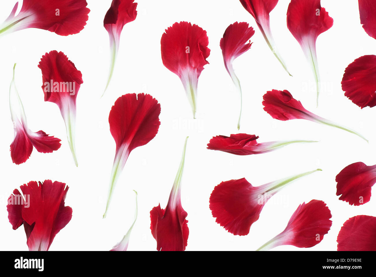 Dianthus caryophyllus, pétales rouge unique placé délicatement pour créer un panel de pétales. Banque D'Images