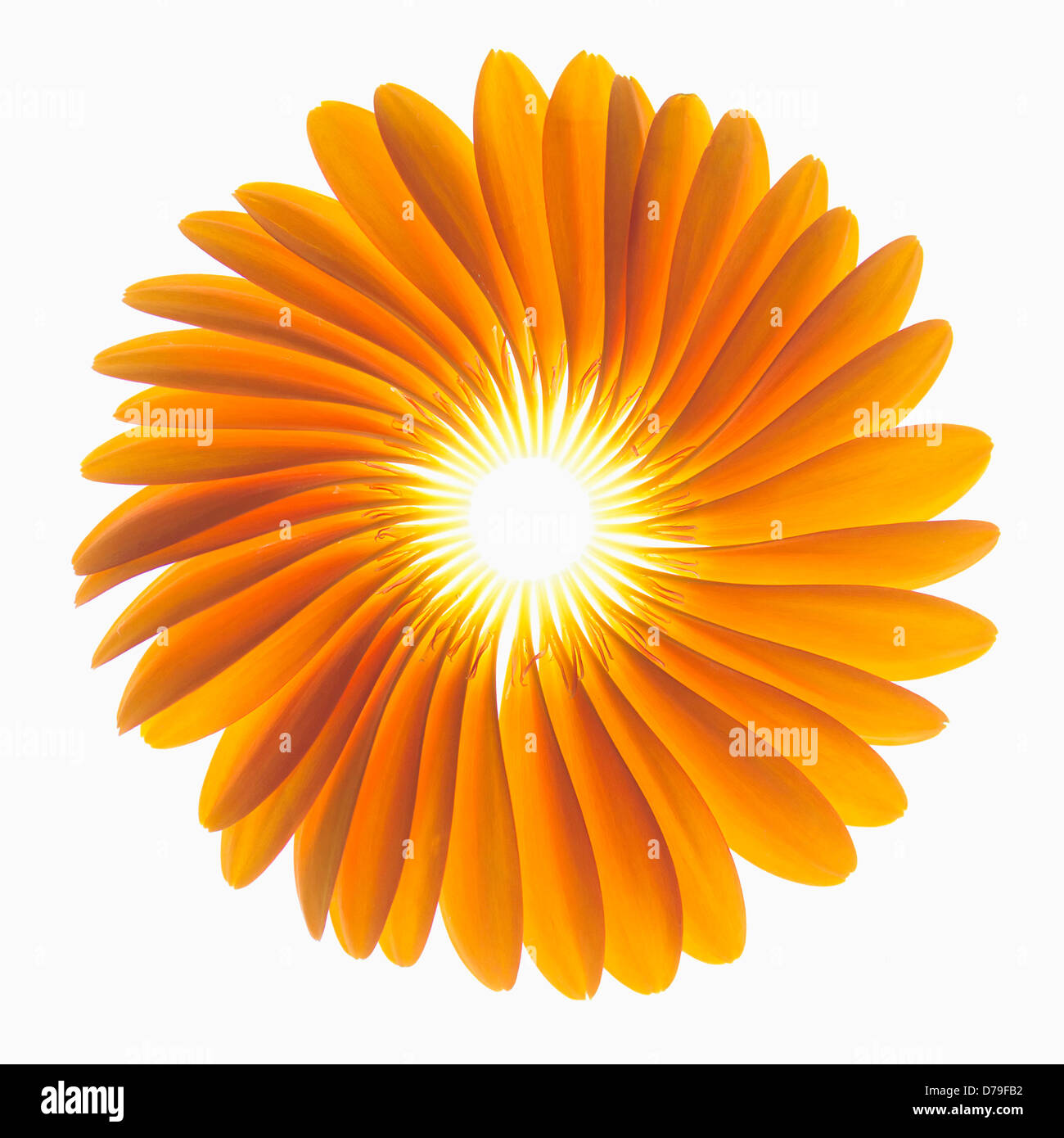 Gerbera jamesonii 'Optima', Fan de pétales orange placé délicatement pour former un représentant la forme d'une fleur de Gerbera. Banque D'Images