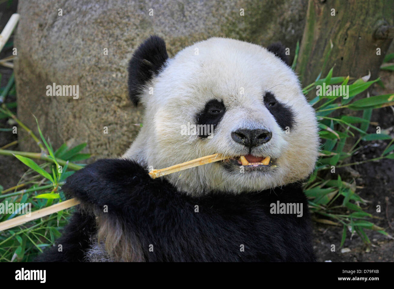 Portrait d'ours panda géant (Ailuropoda melanoleuca) eating bamboo Banque D'Images