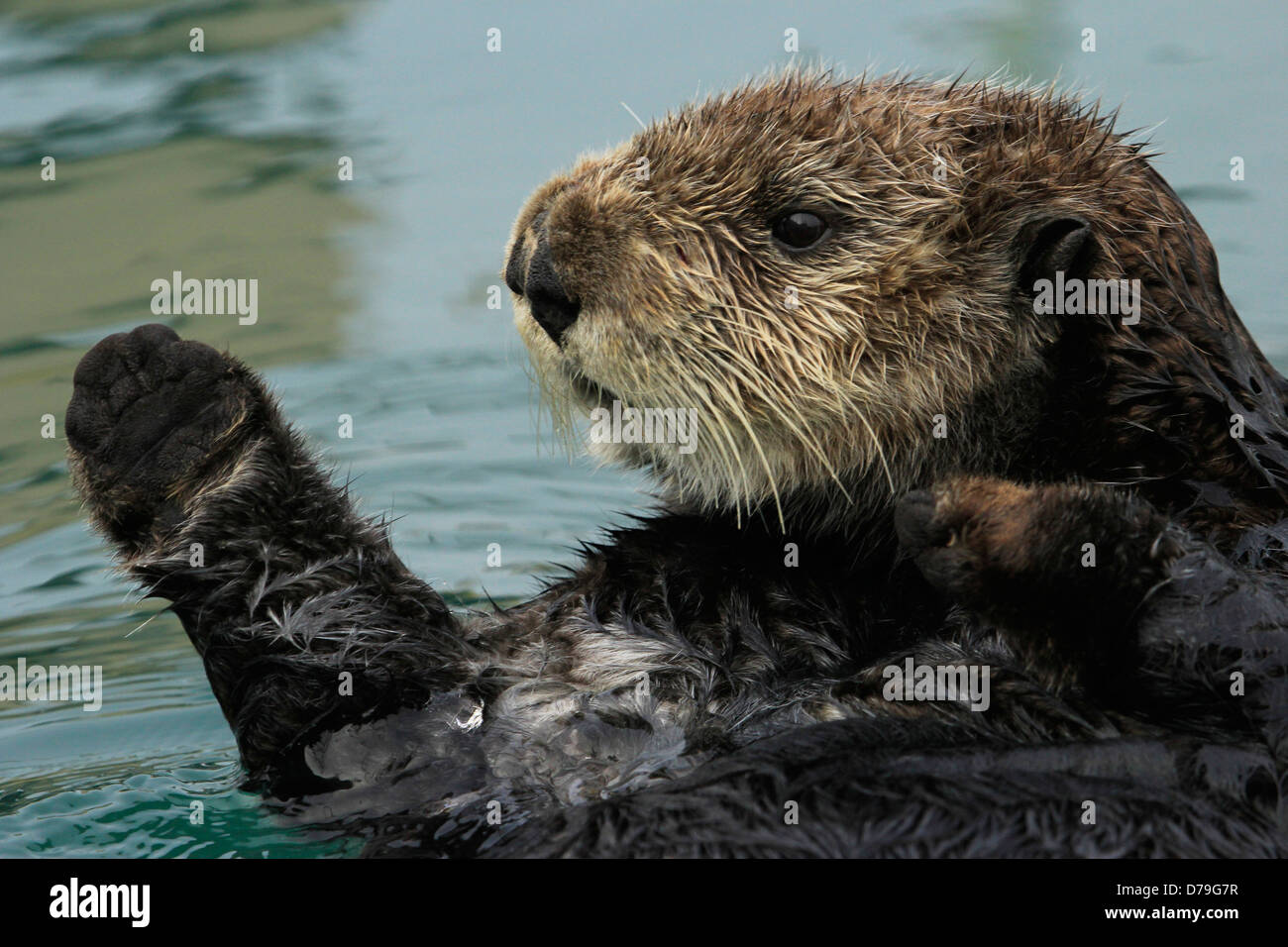 Loutre de mer (Enhydra lutris) Banque D'Images