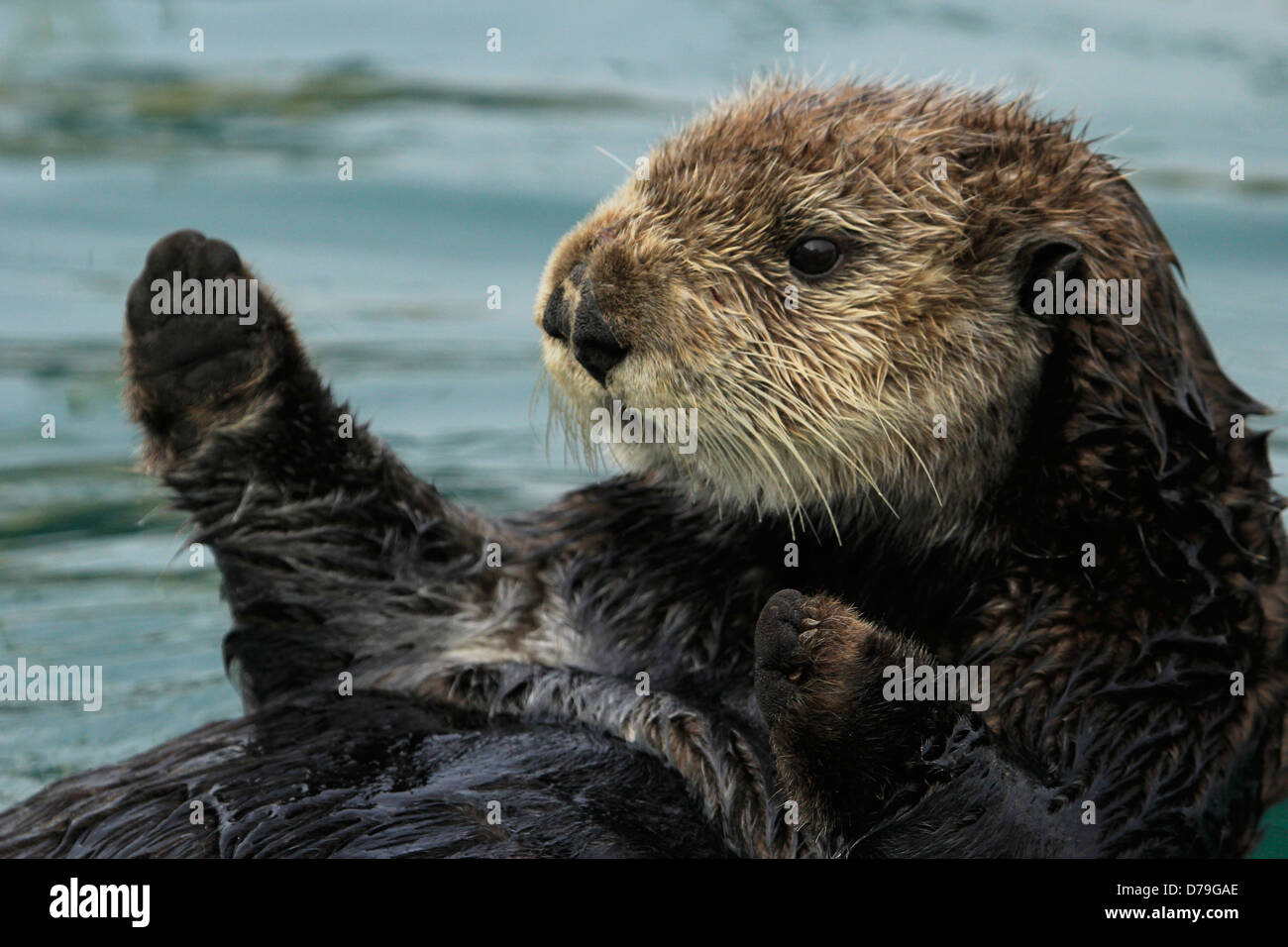 Loutre de mer (Enhydra lutris) Banque D'Images