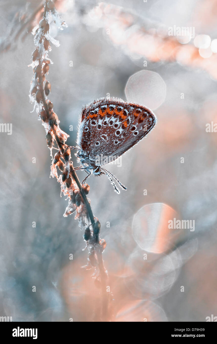 Papillon bleu commun, Polyommatus icarus sur tige de la plante au soleil. Vue latérale montrant le dessous des ailes. Banque D'Images