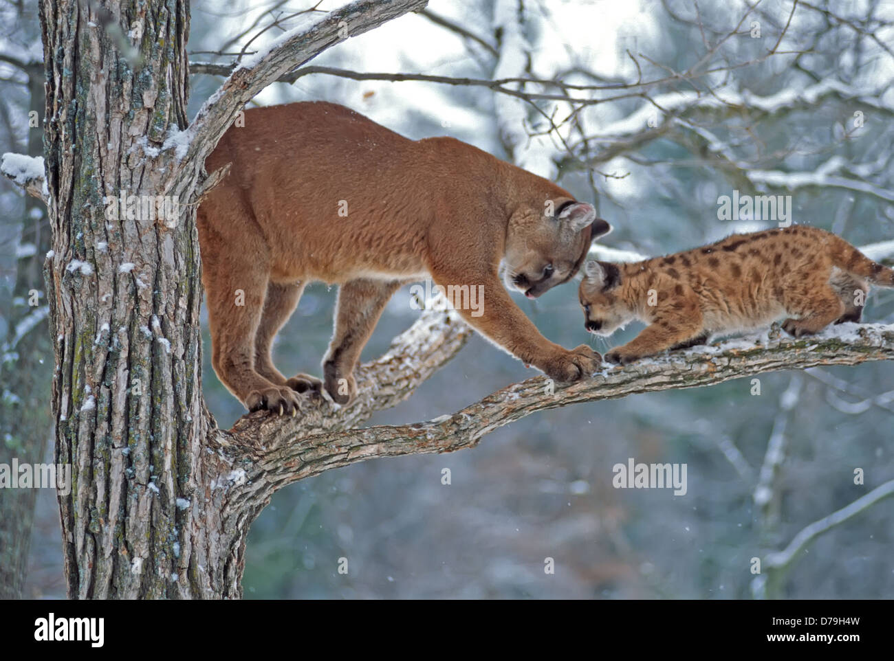 Mountain lion et l'enfant sur un arbre (Puma concolor) Banque D'Images