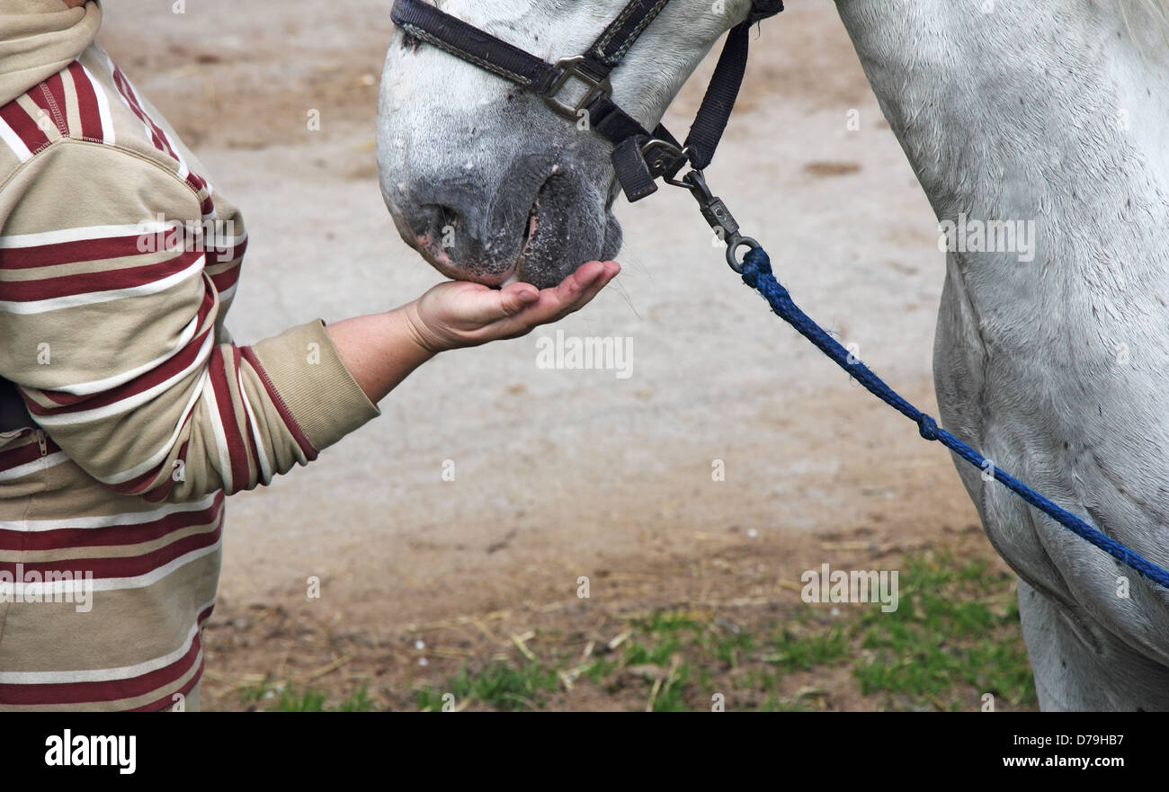 Alimentation cavalière cheval blanc hors de contrôle Banque D'Images