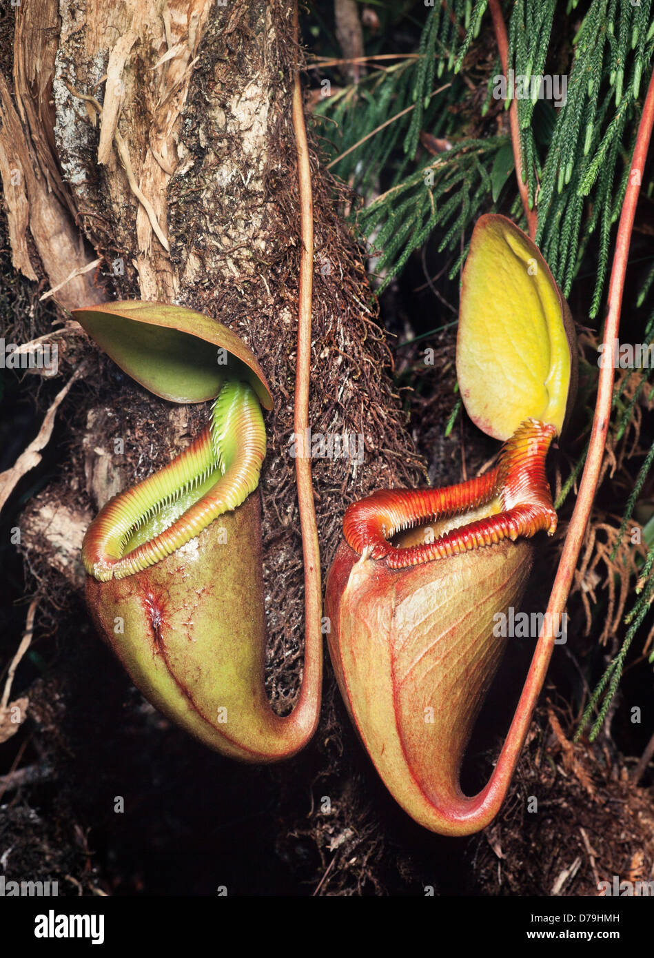 Pitcher-Plant Kinabalu, Nepenthes X Kinabaluensis, Parc National de Kinabalu, Sabah, Malaisie Orientale Banque D'Images