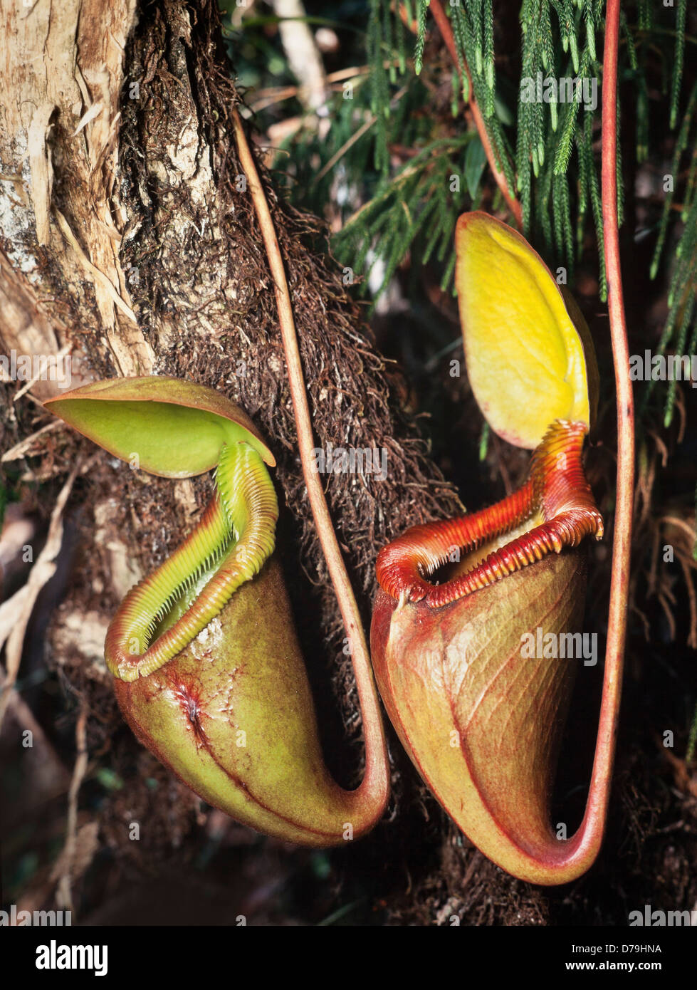 Pitcher-Plant Kinabalu, Nepenthes X Kinabaluensis, Parc National de Kinabalu, Sabah, Malaisie Orientale Banque D'Images