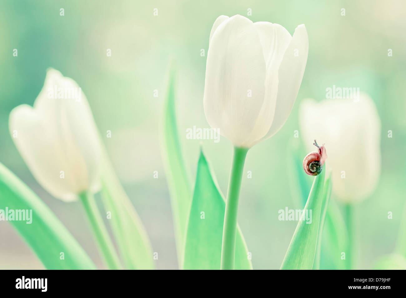 Escargot sur pointe de feuilles de tulipes fleurs blanches. Banque D'Images