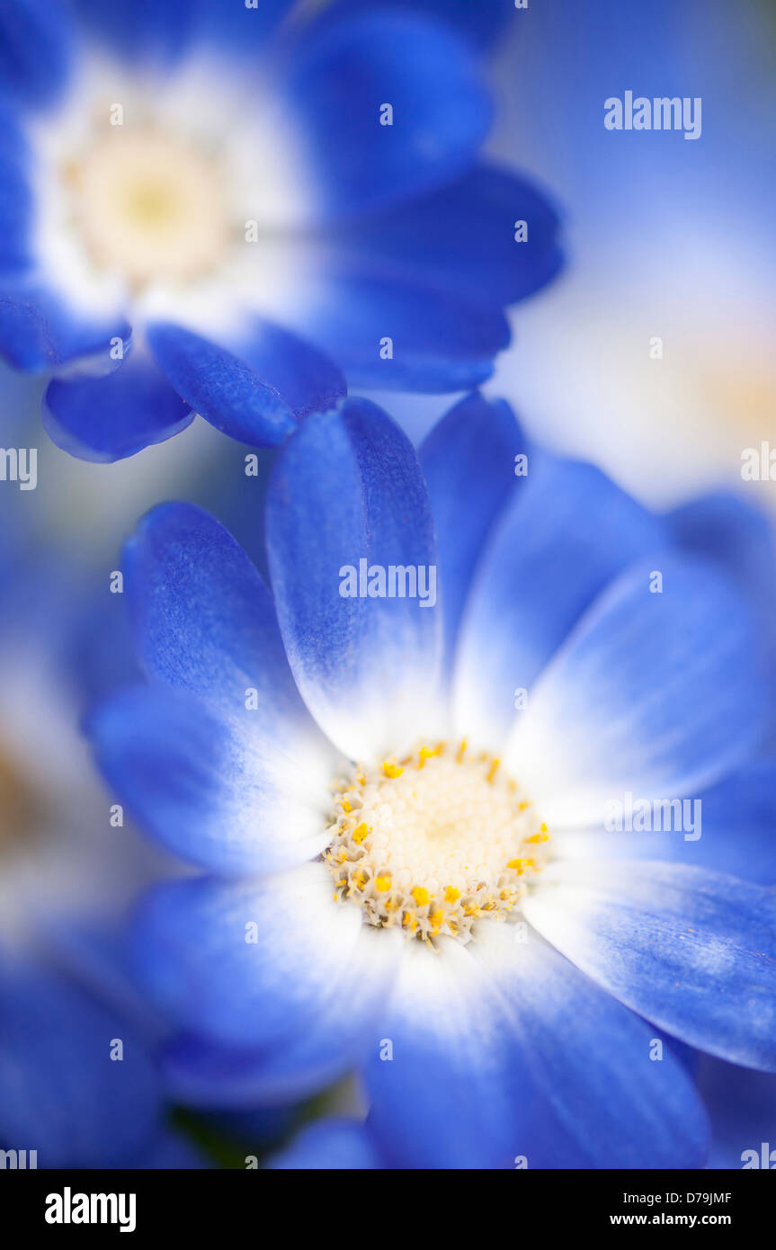 Fermer voir plein cadre de senecio Cineraria pétales de fleurs avec la décoloration du bleu au blanc au centre. Banque D'Images