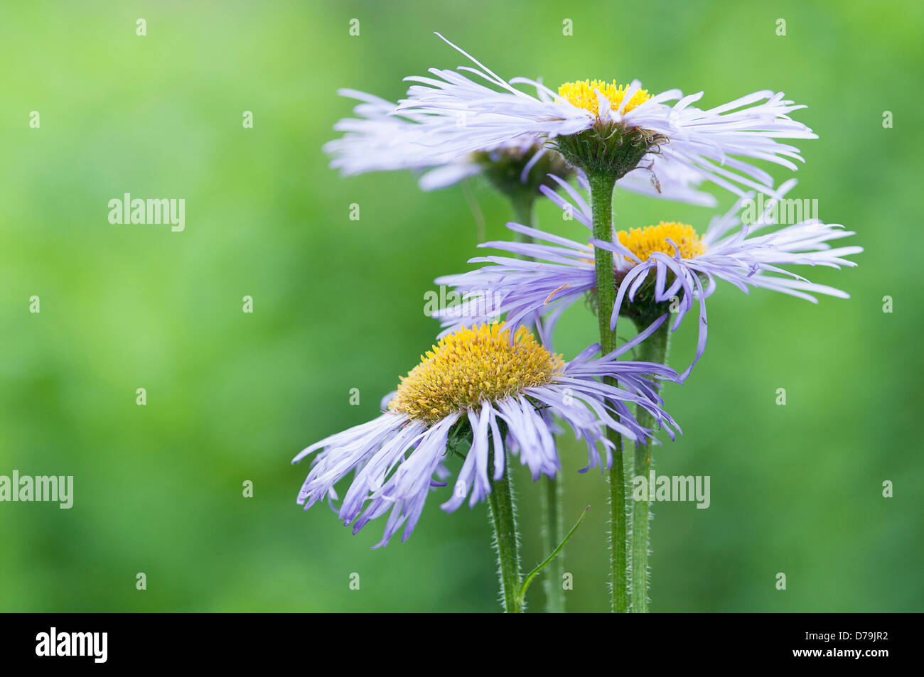 De type Marguerite, Vergerette Erigeron 'Azure Beauty', avec des pétales de rose lilas pâle et jaune avec un fond vert. Banque D'Images