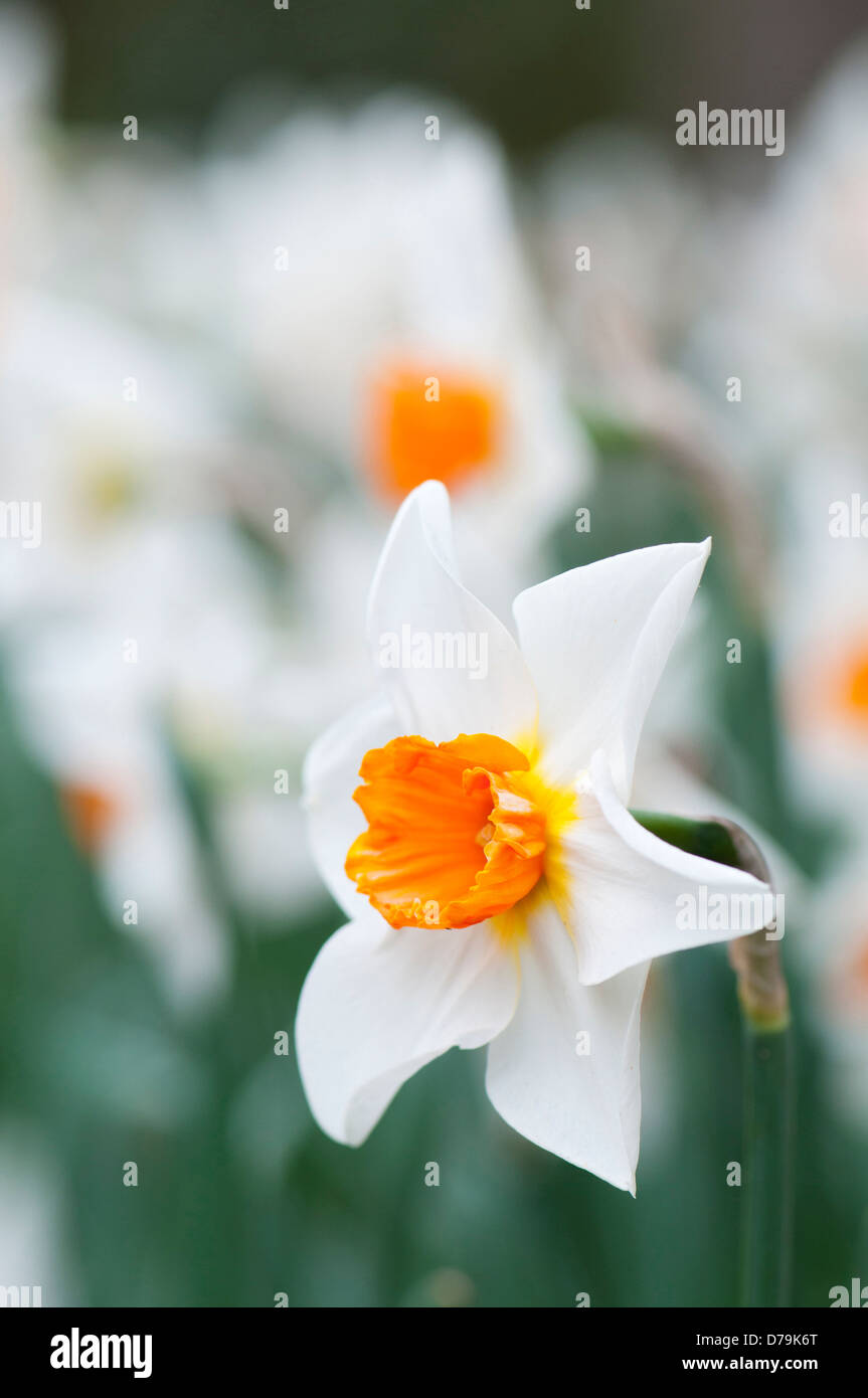 Narcisse avec pétales blancs et orange centre. Fleur jonquille unique avec d'autres masses derrière, faible profondeur de champ. Banque D'Images